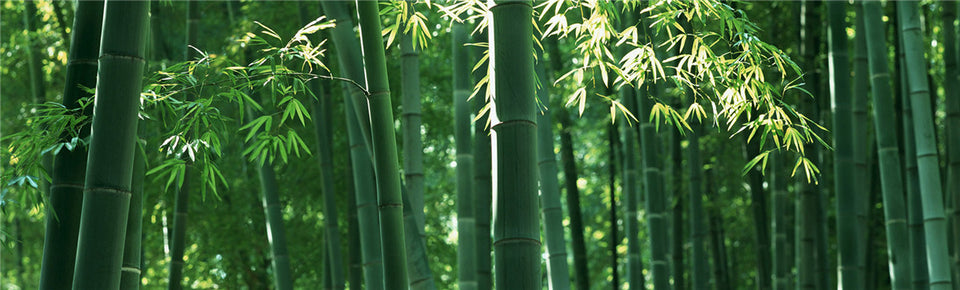 Bamboo Forest Wallpaper for Walls, Forest Bamboo Mural - Magic Decor ®