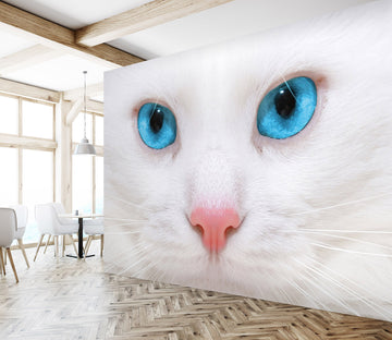 3D White Kitten 220 Wall Murals