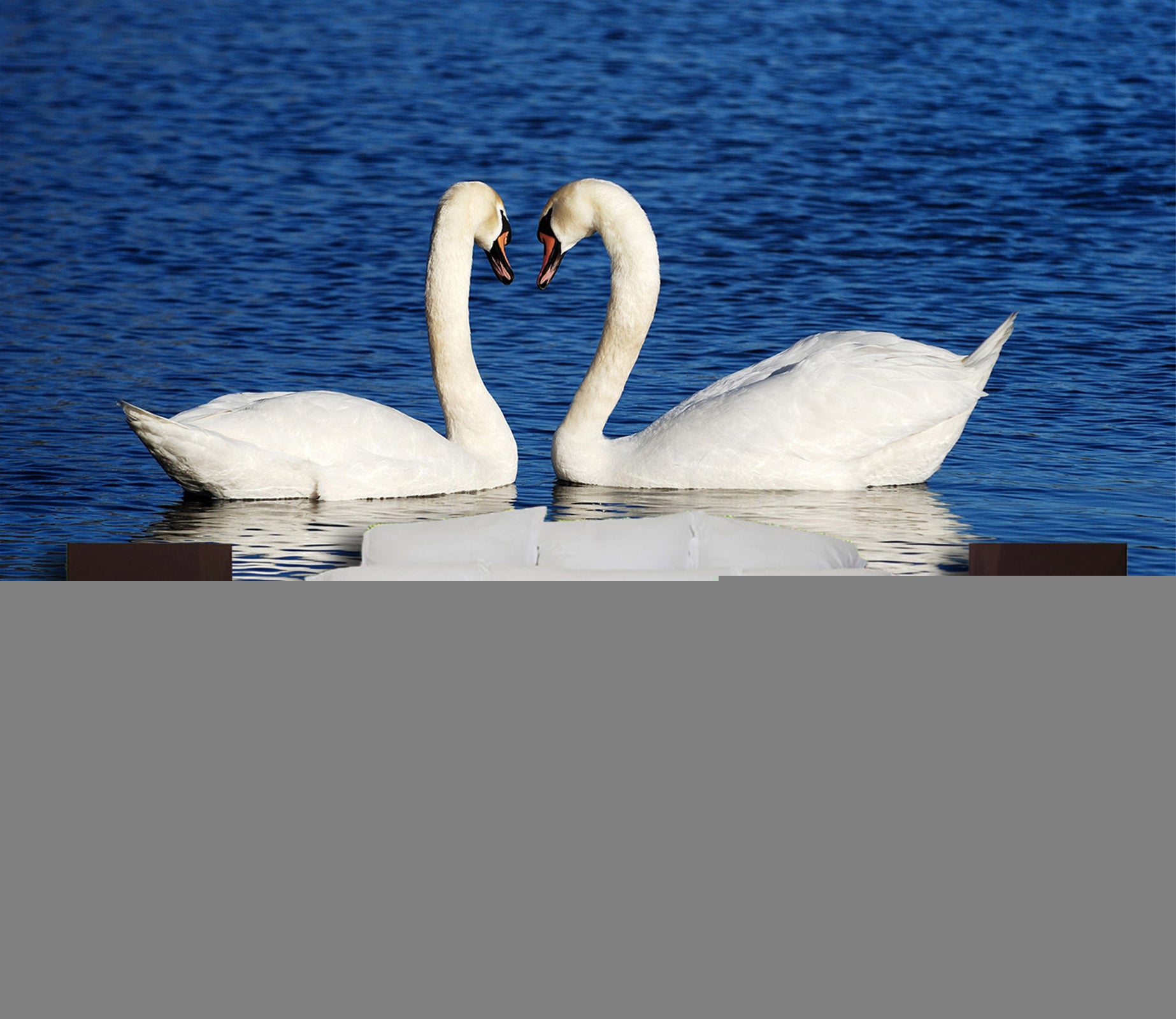 3D Swan Heart 346 Wall Murals