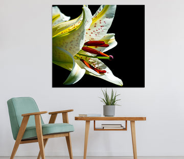 3D Lily Blossoms 031 Kathy Barefield Wall Sticker