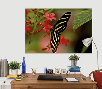 3D Butterfly 034 Kathy Barefield Wall Sticker