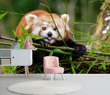 3D Red Panda 128 Wall Murals