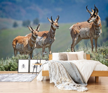 3D Pronghorn Antelope 101 Kathy Barefield Wall Mural Wall Murals