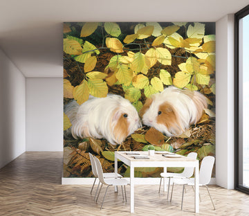 3D Long Haired Rabbit 172 Wall Murals