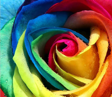 Colorful Petals Wallpaper AJ Wallpaper 