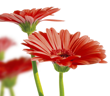 Red Chrysanthemums 1 Wallpaper AJ Wallpaper 