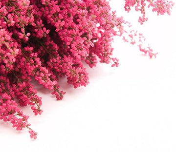 Pink Bouquets Wallpaper AJ Wallpaper 