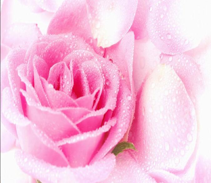 Pink Petals Wallpaper AJ Wallpaper 