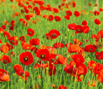 Red Flowers Field 1 Wallpaper AJ Wallpaper 