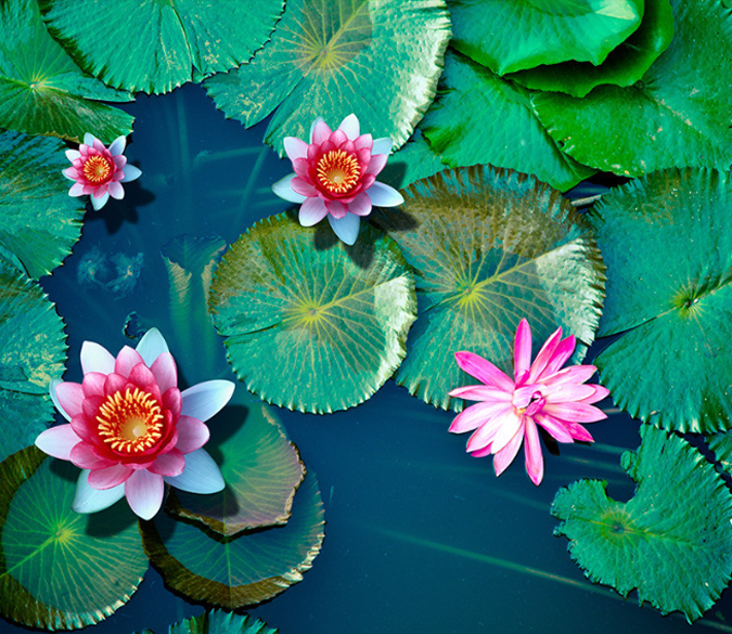 3D Beautiful Water Lily Floor Mural Wallpaper AJ Wallpaper 2 