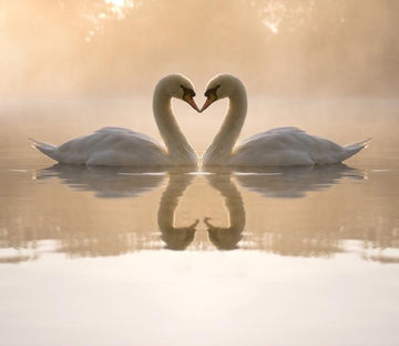 Kissing Swans Wallpaper AJ Wallpaper 