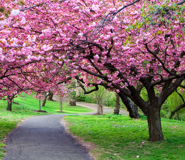 Blooming Peach Trees 1 Wallpaper AJ Wallpaper 