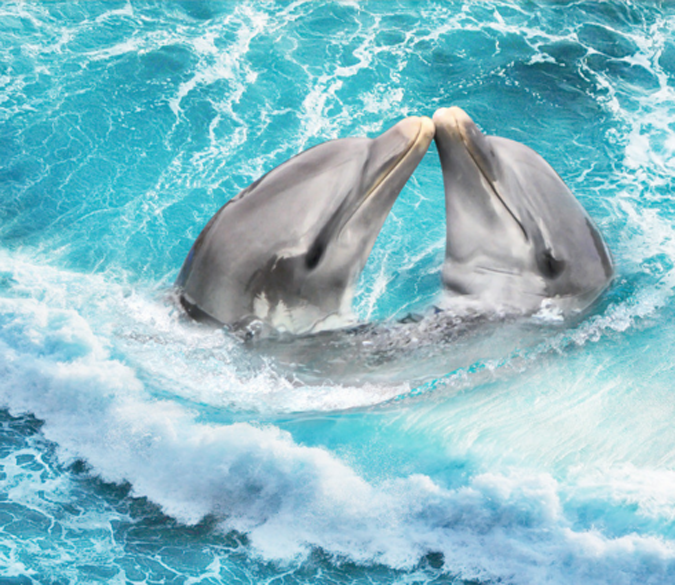 3D Kissing Dolphins Floor Mural Wallpaper AJ Wallpaper 2 