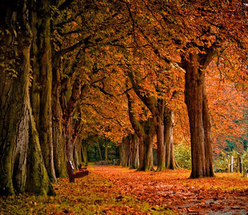 Beautiful Trees Wallpaper AJ Wallpaper 