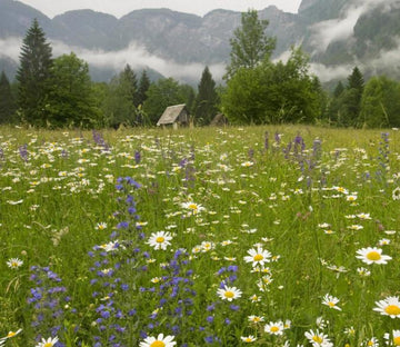 Mountains Wildflowers 1 Wallpaper AJ Wallpaper 