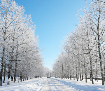 Snowcapped Avenue Wallpaper AJ Wallpaper 