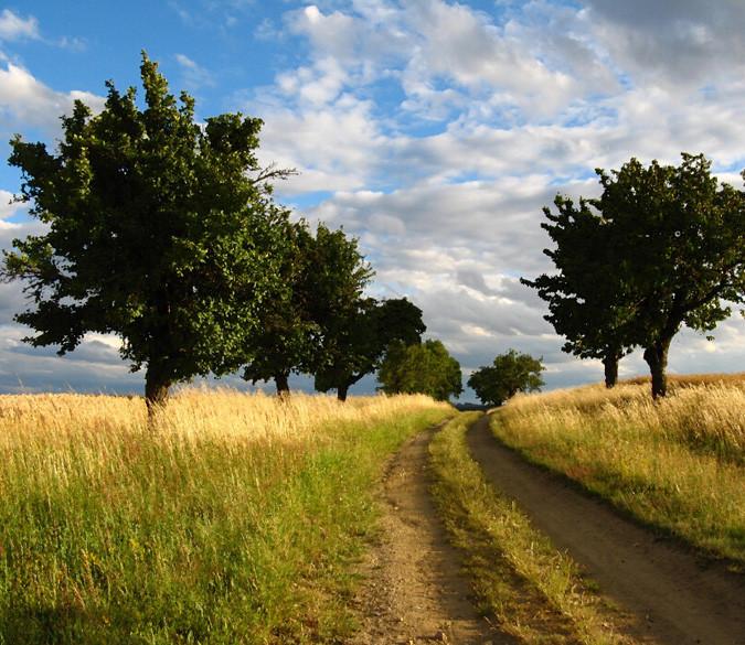 Wilderness Mud Road Wallpaper AJ Wallpaper 