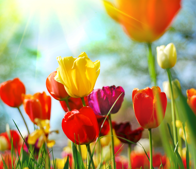 Colorful Tulips Wallpaper AJ Wallpaper 