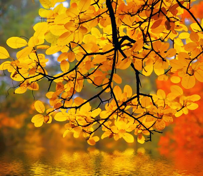 Beautiful Yellow Branches Wallpaper AJ Wallpaper 