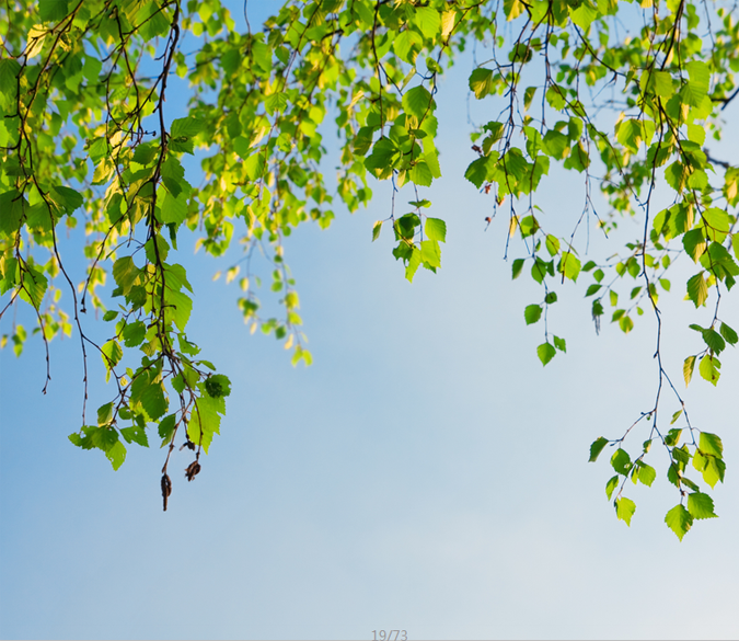 Falling Green Branches 1 Wallpaper AJ Wallpaper 