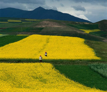 Beautiful Rape Flower Fields 1 Wallpaper AJ Wallpaper 