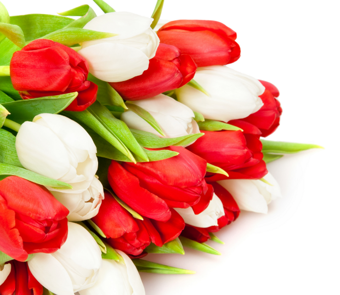 Tulips Wallpaper AJ Wallpaper 