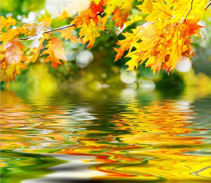 Hanging Maple Leaves Wallpaper AJ Wallpaper 