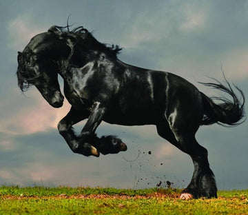 Jumping Black Horse Wallpaper AJ Wallpaper 