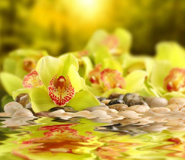 Flowers Pebbles Wallpaper AJ Wallpaper 