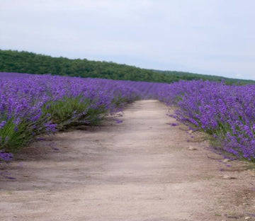 Flowers Field Road Wallpaper AJ Wallpaper 