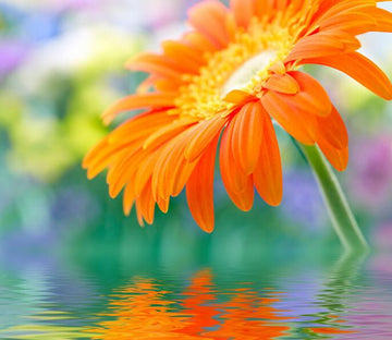 Orange Chrysanthemum 1 Wallpaper AJ Wallpaper 