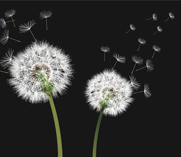 Seeding Dandelions Wallpaper AJ Wallpaper 