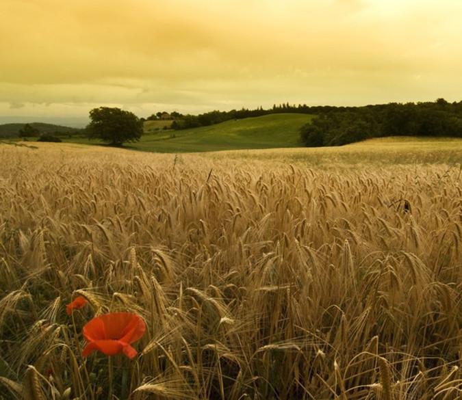 Rolling Wheat Fields 1 Wallpaper AJ Wallpaper 