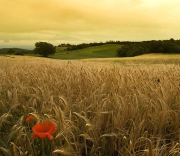 Rolling Wheat Fields 1 Wallpaper AJ Wallpaper 