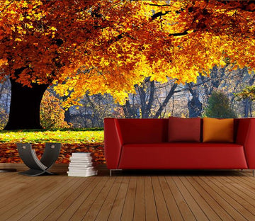 Beautiful Maple Trees 3 Wallpaper AJ Wallpaper 