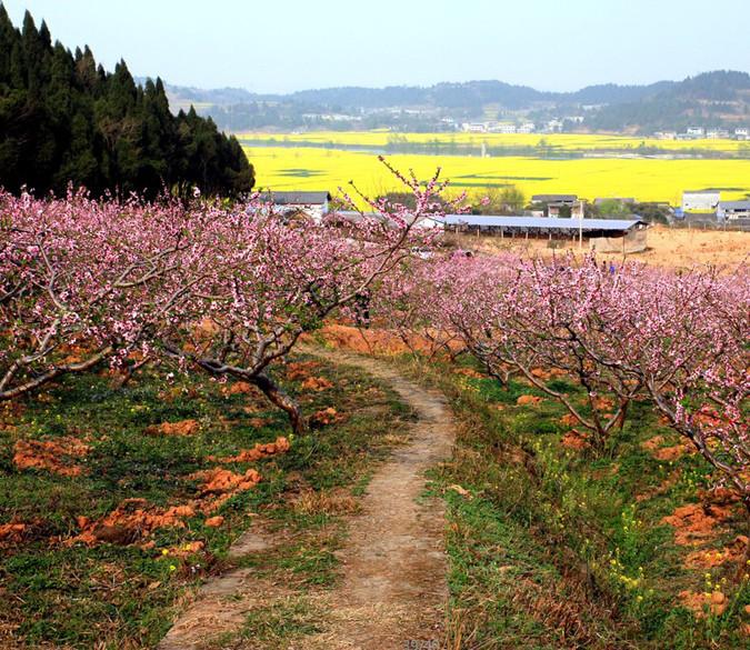 Blooming Peach Trees Wallpaper AJ Wallpaper 