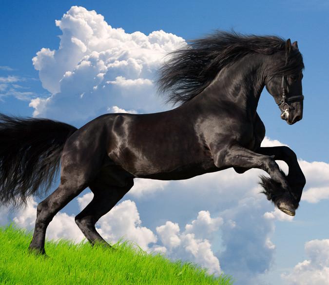 Jumping Horse 1 Wallpaper AJ Wallpaper 