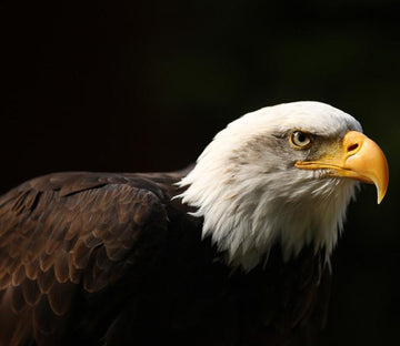 Beautiful Eagle 1 Wallpaper AJ Wallpaper 