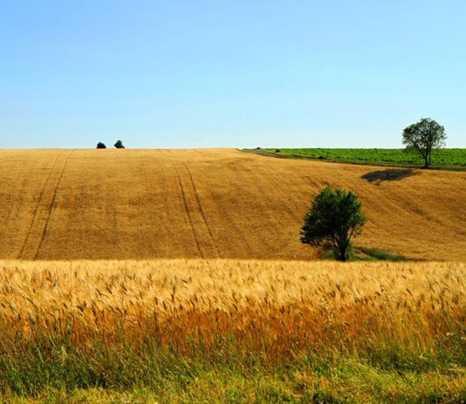 Golden Wheat Fields Wallpaper AJ Wallpaper 