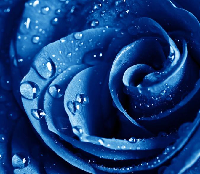 Blue Flower Wallpaper AJ Wallpaper 