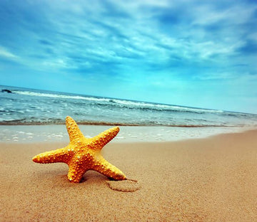 Beach Seastar Wallpaper AJ Wallpaper 