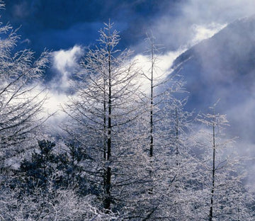 Silver Snow Trees Wallpaper AJ Wallpaper 