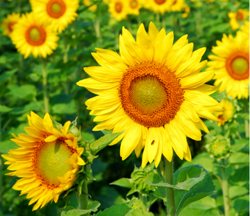 Brightly Sunflowers Wallpaper AJ Wallpaper 