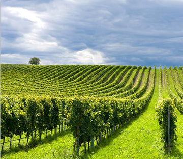 Green Vineyards 1 Wallpaper AJ Wallpaper 