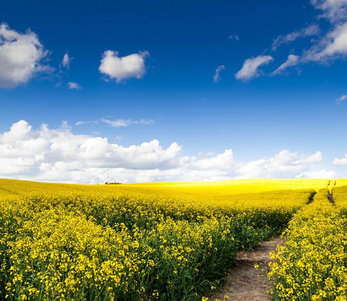 Rape Flowers Fields Wallpaper AJ Wallpaper 