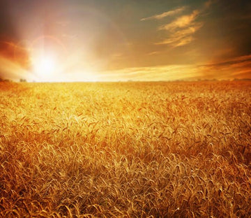 Golden Wheat Fields 2 Wallpaper AJ Wallpaper 