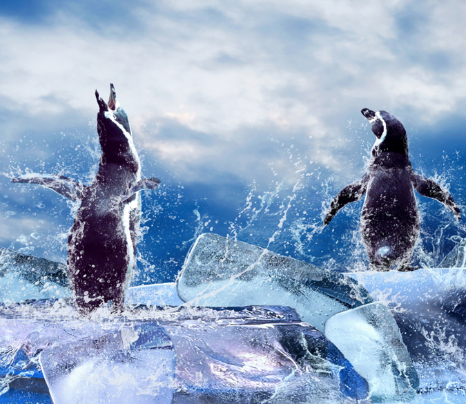 Singing Penguins Wallpaper AJ Wallpaper 