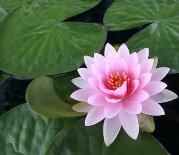 Beautiful Water Lily Wallpaper AJ Wallpaper 