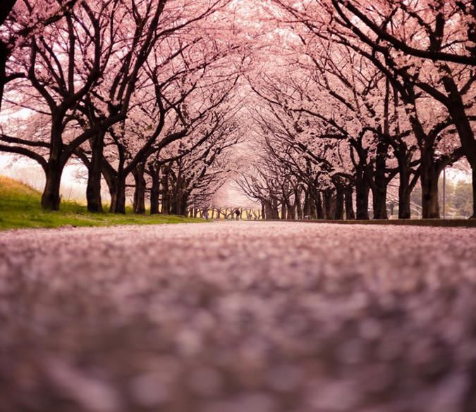 Blooming Cherry Trees Wallpaper AJ Wallpaper 