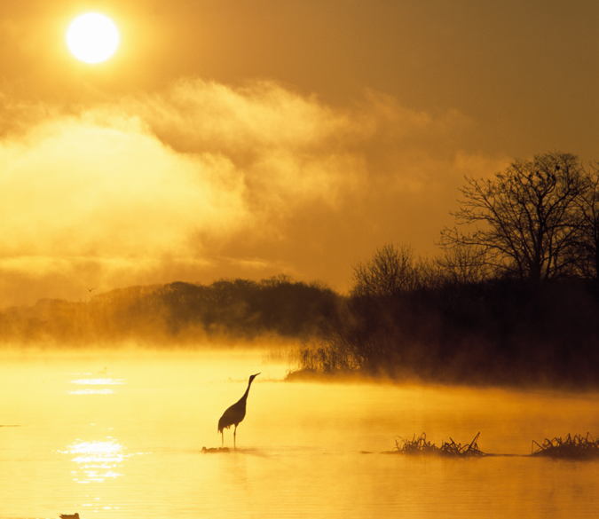 Wild Lake Crane Wallpaper AJ Wallpaper 